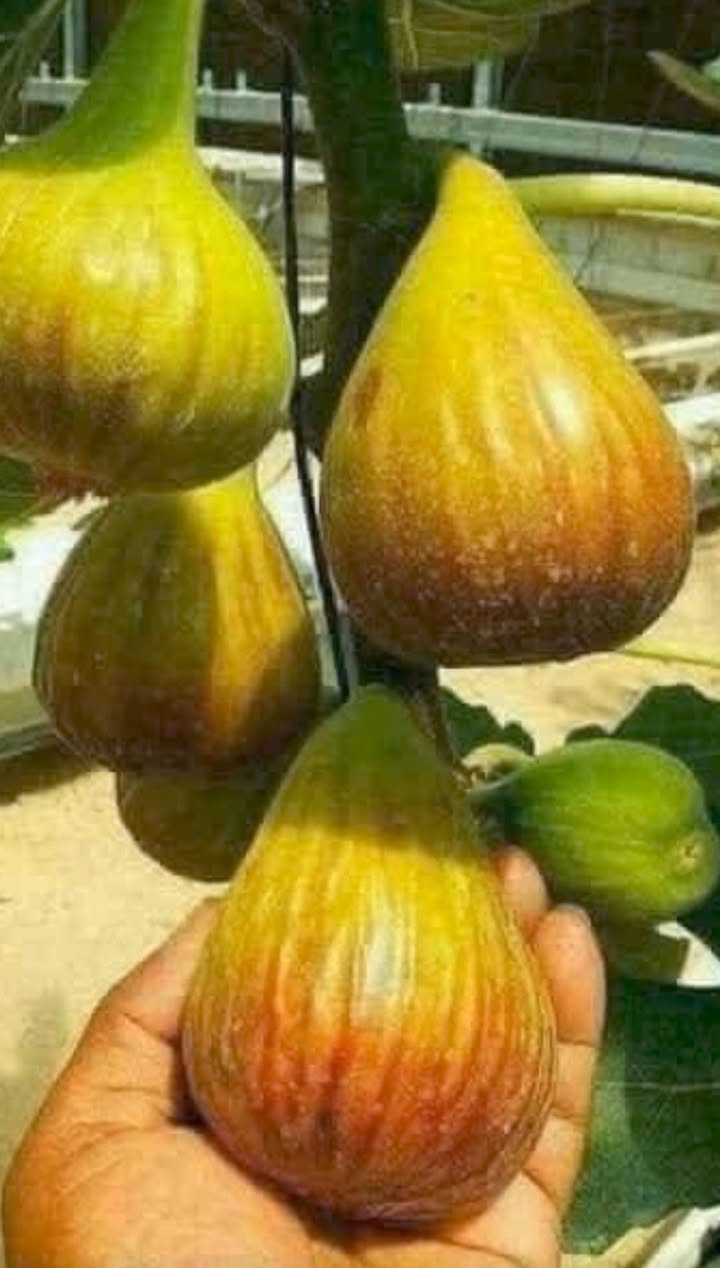 بەشێک لە بەروبومی هەنجیرەکانی مشتل میران سفەیە
بۆ مانگی1️⃣2️⃣ش دارکانی بەردەستن بۆ فرۆشتن انشااڵلە


**إذا كنت صاحب هذا الإعلان وتريد حذفه لأي سبب، رجاءا أرسل رسالة إلى الدعم الفني**