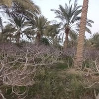 مزرعة للبيع • ٢ دونم • طريق السنية جهة زوار