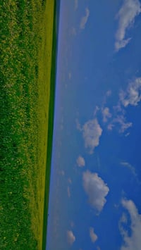 العندو أغنام برعاية يجبه يمي رعي موجد 07727308685