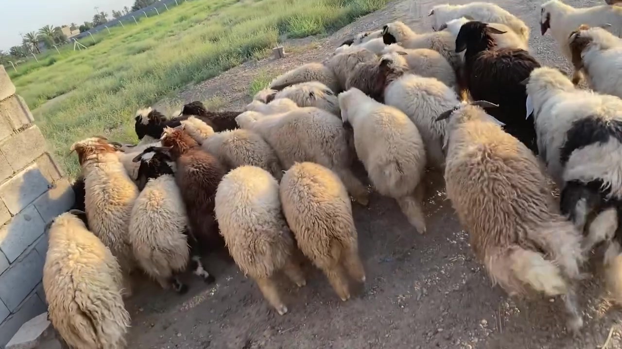 السلام عليكم، متوفر طليان  سمان للبيع، حلال نظيف وصحته زينة ومربّى على أعلاف جيدة اللي يريد  يراسلني ويدلل 📍المكان.  صلاح الدين 
توصيل حسب الاتفاق شراي يتصل


**إذا كنت صاحب هذا الإعلان وتريد حذفه لأي سبب، رجاءا أرسل رسالة إلى الدعم الفني**