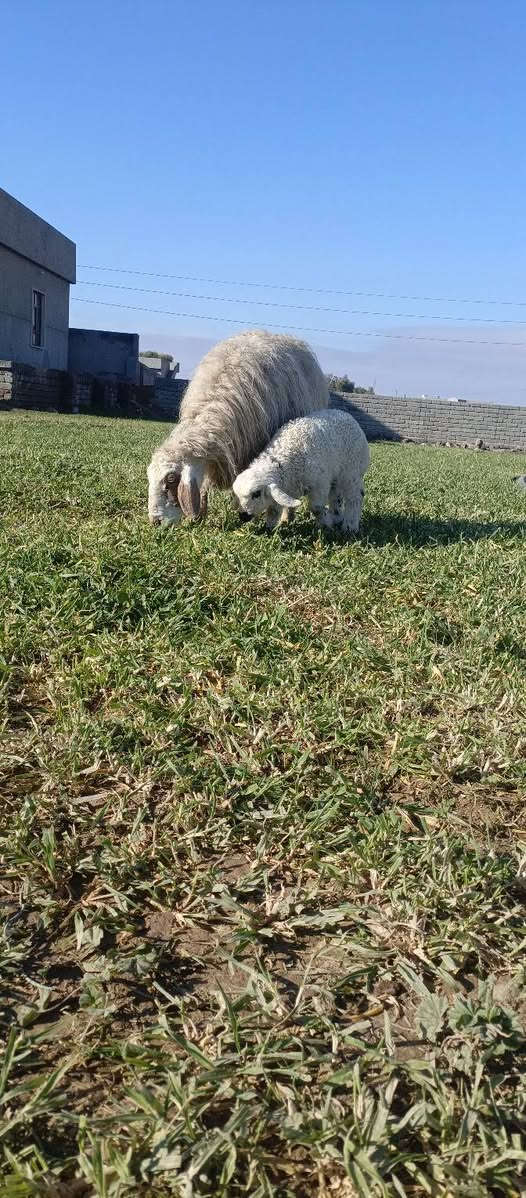 السلام عليكم ورحمة الله وبركاتة
نعجه رقوث وراه فطيمه 
نعجه مال جناي شرط النصاحه مكفوله عله كل عييب 
المكان الشرقاط قريه شكرأ الستفسار على رقم ـــ‏‪***********‬‏
#ملاحضه  خاص ماجاوب انتصل وتدلل
