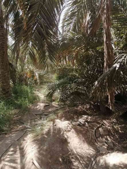 دار سكن طابقين في ابي الخصيب /البلد طابو صرف عرصه المساحة 707 متر مربع بناء  التسعينات مع مشتمل + ديوان مستقل بناء 2016 اضافة الى بستان مساحته 750م طابو مستقل مع بستان ثاني طابو مستقل ايضا مساحة ٧٠٠م (ثلاثة طابوات مستقله) وعلى نهر يحتوي على ٤٠ نخله ١٣ برحية والباقي انواع كنطار وبريم وعويد وساير وسكري وحلاويات ٤ السعر 425 مليون وبي مجال 
للاستفسار الاتصال واتساب  ***********
