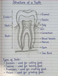 إعلان ورشة عمل طب أسنان (Dental Workshop) عزيزي طالب/ـة طب الأسنان.. ه...