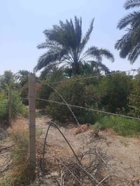 البدعيه • ٢٥٠٠م • طابو زراعي