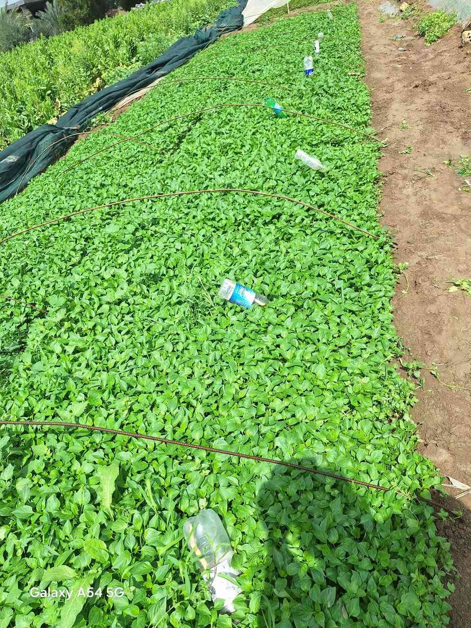 اللهم صل على محمد وال محمد
السلام عليكم يوجد دايات فلفل حار وبارد درجه اولى جاهزه للشتال العنوان بابل /جبله طريق صويره مشروع  (مشتل المصطفى )للاستفسار والحجز الاتصال ***********/*********** 
لايوجد لدينا توصيل
