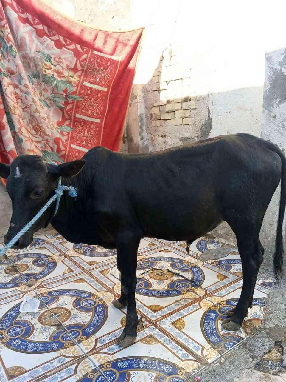 عجول البيع عدد 2 مكان عماره على الحولي قرب محطه محطه بيت حجي مخيلف السعر مليونين و 650 وبيهن مجال 
***********
