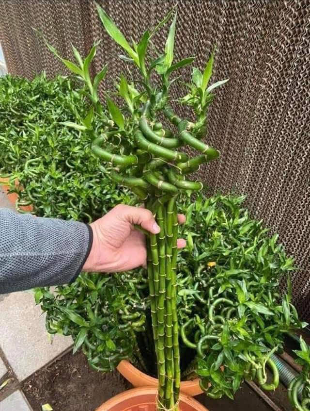 وصول وجبة جديدة 🌿
متوفر الآن نبات عصى موسى بأحجام مختلفة
مع توفر إكسسوارات ومستلزمات النباتات 🌱
للطلب والاستفسار يرجى مراسلتنا 📩
يوجد لدينا خدمة توصيل لكافة احياء مدينة الموصل 
***********
