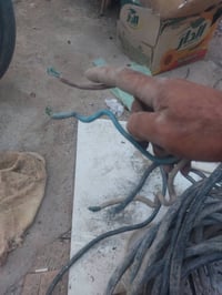 بطوريج • مكانهم