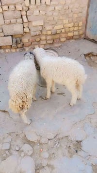 نثايه علافيات • ميسان • قرب مستشفى الحكيم