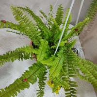 سرخس • نبات زينة