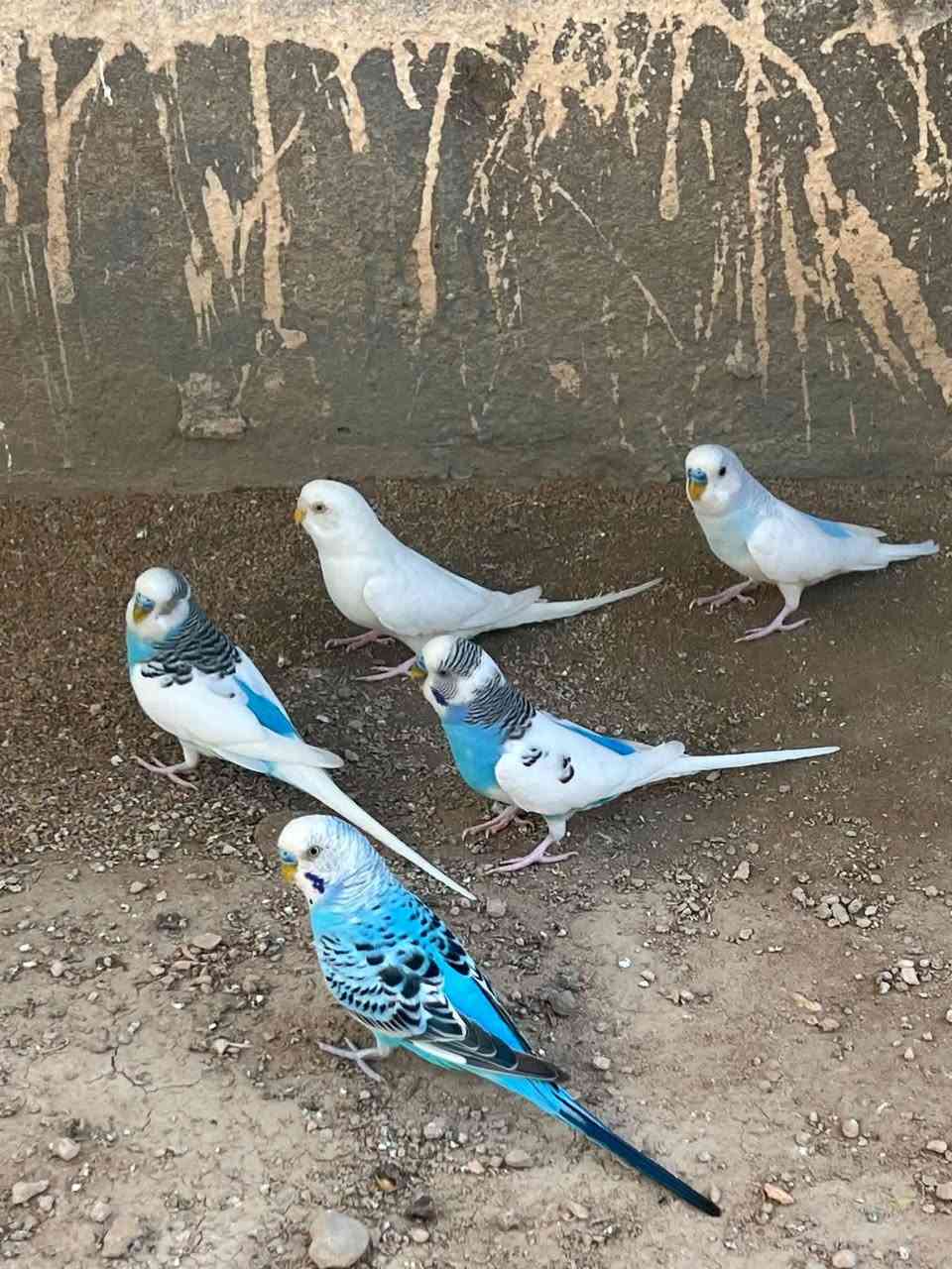 السلام عليكم ذني البلابل مال محميه واكو بعد اخواتهن ام عبد الله احب التصوير اللي يحب يشتري يراسلني خاص


**إذا كنت صاحب هذا الإعلان وتريد حذفه لأي سبب، رجاءا أرسل رسالة إلى الدعم الفني**