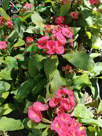 شوكة كبيرة • متينة • كوفه شارع عبد العال