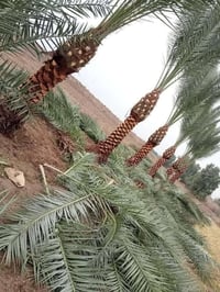 فسائل نخيل • ١-٦م • توصيل العراق