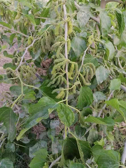 مزرعة للبيع
الموقع بين النجف والمناذرة تبعد عن شارع المناذرة كيلوين متر وتبعد عن نهر الفرات تقريبا 500 متر مساحتها 3 دونم متوفر فيها جميع الخدمات شارع تبليط وشارع خدمي خلف المزرعةماء إسالة كهرباء خطين كوفة ومناذرة طاقة شمسية 16 أمبير 
تحتوي على بيت بناء حديث بمواصفات درجة أولى 400 متر بناء يتكون من 5 غرف بقياس 6*4م وصالتين استقبال بقياس 13.25 * 5م  مخزن خمس مجاميع صحية سيراميك بارتفاع 1.30س سقوف ثانوية ارضية البيت كلها مرمر 
المزرعة تحتوي على

نخيل عدد 110
رمان عدد 40
زيتون عدد 73
تين عدد 82 
حمضيات عدد 41 النوع ليمون وبرتقال ولالنكي ورارنج
مشمش وقوجه عدد 6
تفاح عدد 5
وسوباط عنب فيه ثلاثة أنواع من العنب
سدر مركب عدد 5
سدر عراقي عدد 9
توت شجرة واحدة
أنواع النخيل مجهول عدد 4 برحي عدد 4 بريم عدد 6 مكتوم عدد 8 خلاص عدد 2 دقلة نور عدد 1 نيرسي عدد10 بلكه عدد 4 عجوه عدد 1 شيشي عدد 1 حابسي عدد 1 سلطاني عدد 1 شويثي اصفر عدد 2 خيارة عدد 1
بقية النخيل هو عمراني وخستاوي وخضراوي وشكر وبربن وكم وحده زهدي وكم واحد فحل النخيل تقريبا كله نشو وبعضه فسائل صغيرة ولكن اصغر واحدة عمرها ثلاث سنوات واغلب النخيل حمال كذلك جميع أشجار الفواكه مثمرة
المزرعة فيها بئر وتسقى عن طريق بوري 6انج ممتد على طول المزرعة وهناك بوري ثاني لنظام التنقيط
المزرعة مسيجة سياج BRC وقسم بلوك.
لمعلومات اكثر والسعر التواصل على الرقم 
***********
