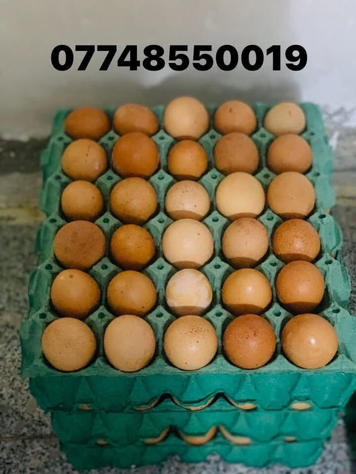 يوجد لدينا بيض عراقي ( مفطر ) ب2 ونص  .. وبيض (عامر) بي فقط نگرة بس خشن ب3 ونص .. الاتصال على  *********** مكاني سلمان باك درعية
