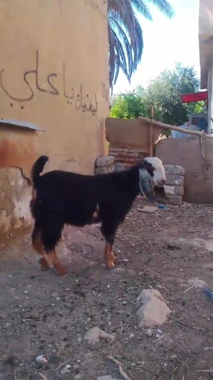 للبيع رقم هاتف ***********
