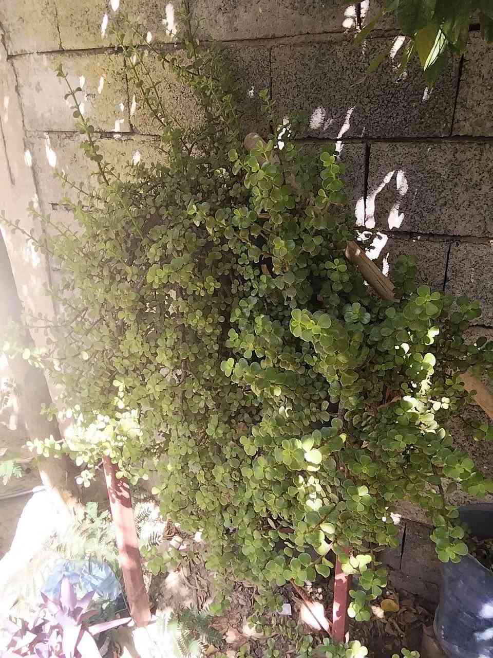 دمعة طفل للبيع السعر 10


**إذا كنت صاحب هذا الإعلان وتريد حذفه لأي سبب، رجاءا أرسل رسالة إلى الدعم الفني**