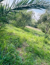 دونمين • شط حمدان • أبي الخصيب