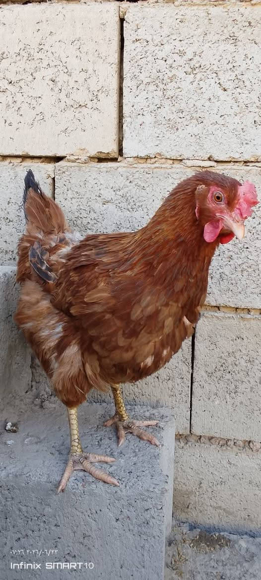 السلام عليكم 
عندي دجاجتين يبيضن وديك للبيع السعر 50الف وبيهن مجال


**إذا كنت صاحب هذا الإعلان وتريد حذفه لأي سبب، رجاءا أرسل رسالة إلى الدعم الفني**