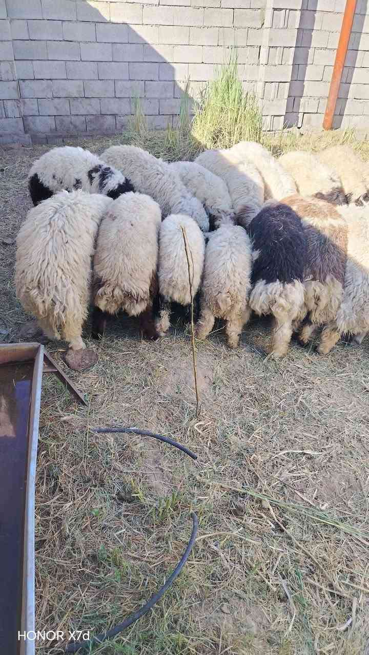 السلام عليكم طليان سمان فول لحم خير من الله تلكط بايدك الي يعجبك العلم سمره ***********وائل ال خطاب
