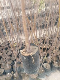 عرض خاص لفترة محدودة يتوفر لدينا تين أسود بني مسلم أصلي – ارتفاع الشتل...