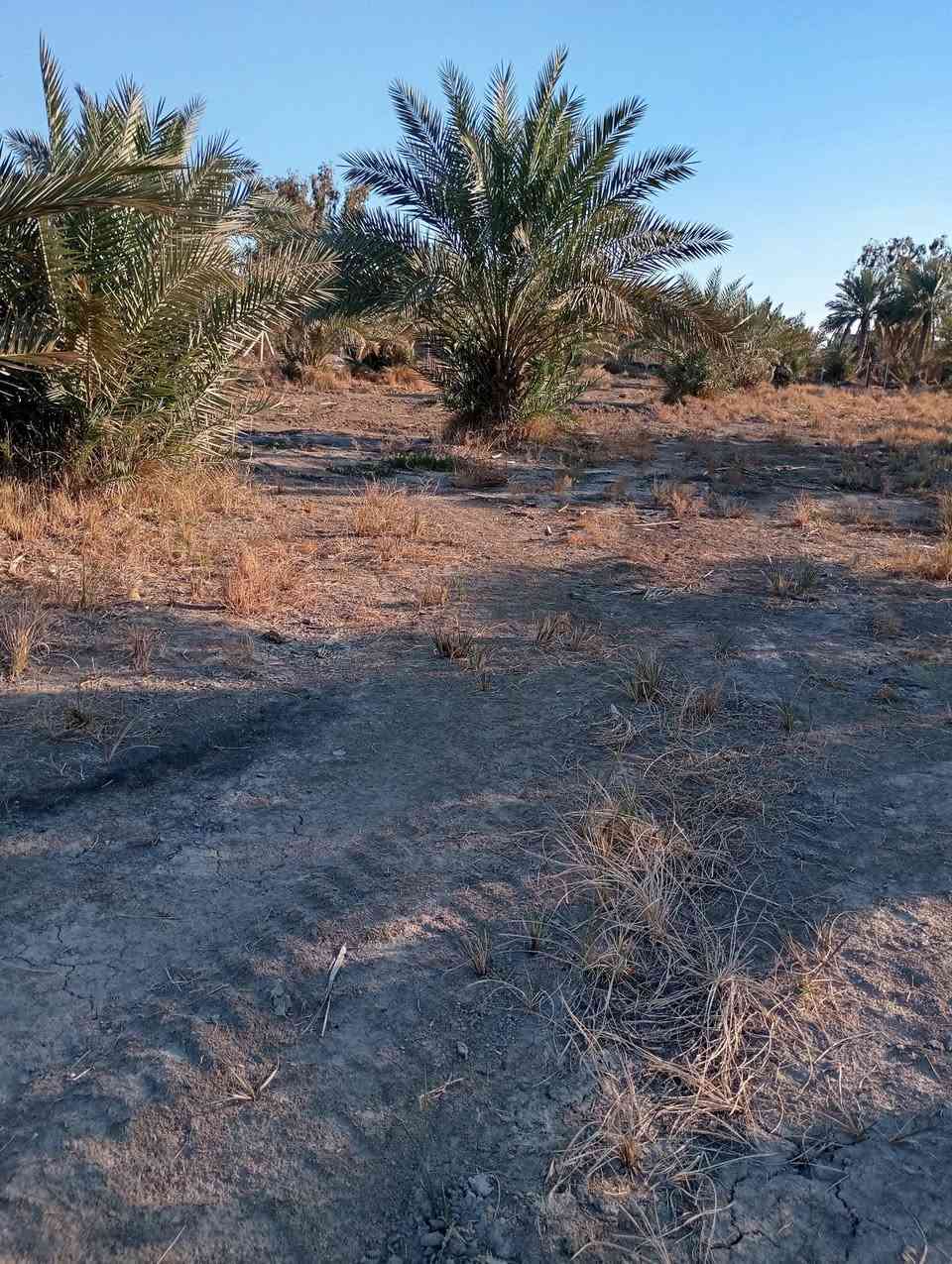 السلام عليكم قطعه ارض زراعيه للبيع دونم ونص العنوان بابل أبو غرق شارع العلويه شريفه  شارع الرسول ***********
