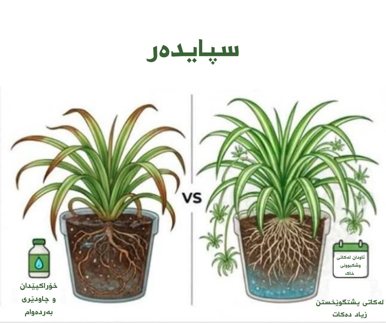 ئەوگوڵانەى پشتگوێخستنیان پێباشترە لە گرنگى پێدان
#ئینجانە_گوڵ #گوڵى_ماڵەوە


**إذا كنت صاحب هذا الإعلان وتريد حذفه لأي سبب، رجاءا أرسل رسالة إلى الدعم الفني**