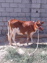 بچر • جنس أصلي • مجال قليل