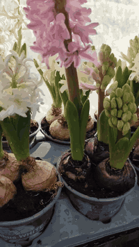 نباتات زينة
للطلب *********** واتساب ماسنجر 
يوجد توصيل لجميع المحافظات
