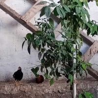 فراريج • دجاج عربي • فراريج للبيع • دواجن للبيع • طيور للبيع • حيوانات...