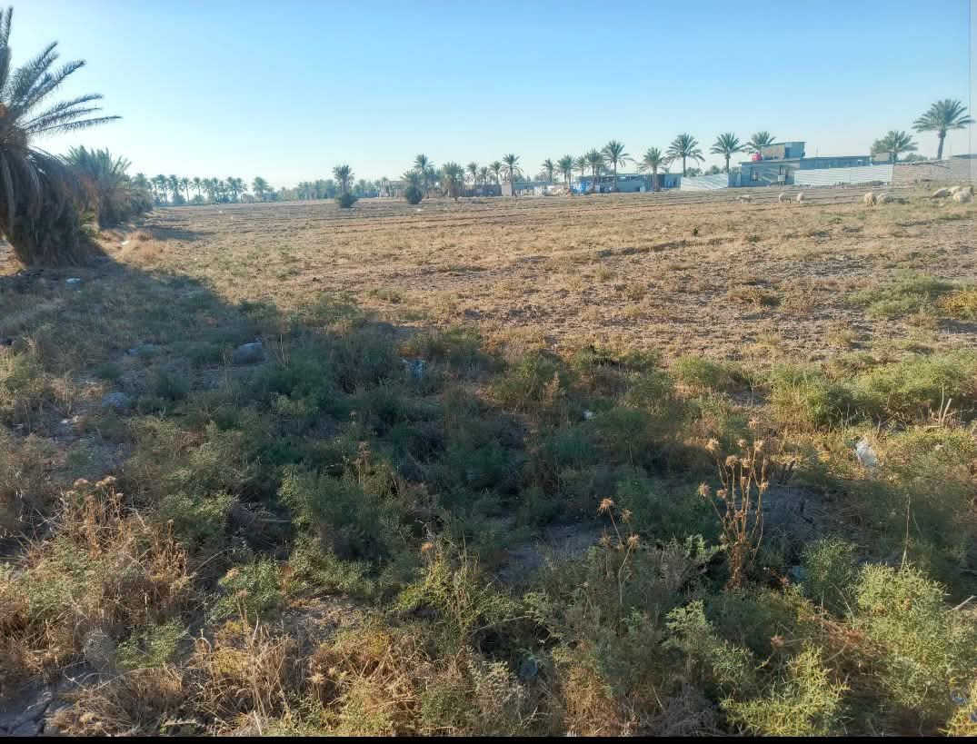 شمال بغداد ''التاجي''
ارض زراعيه المساحه 6دونم عقد 117 مستطيله واجهة 50 نزال 300 تبليط من امامها وخلفها متوفر ماء وكهرباء قرب مدارس  سيد الشهداء   التاجي قريه عواد الحسين  نهر صافي سعر الدونم 18 قابل للتفاوض
بيع 3 دونم او6 فقط للاستفسار ***********
***********
