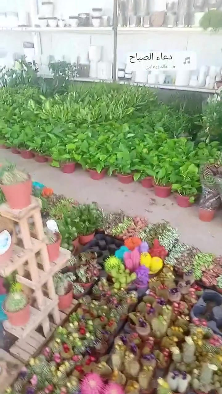 وصول وجبة جديدة من نباتات الظلية سايدين حي المحاربين شارع النخيل قرب ماركت نون


**إذا كنت صاحب هذا الإعلان وتريد حذفه لأي سبب، رجاءا أرسل رسالة إلى الدعم الفني**