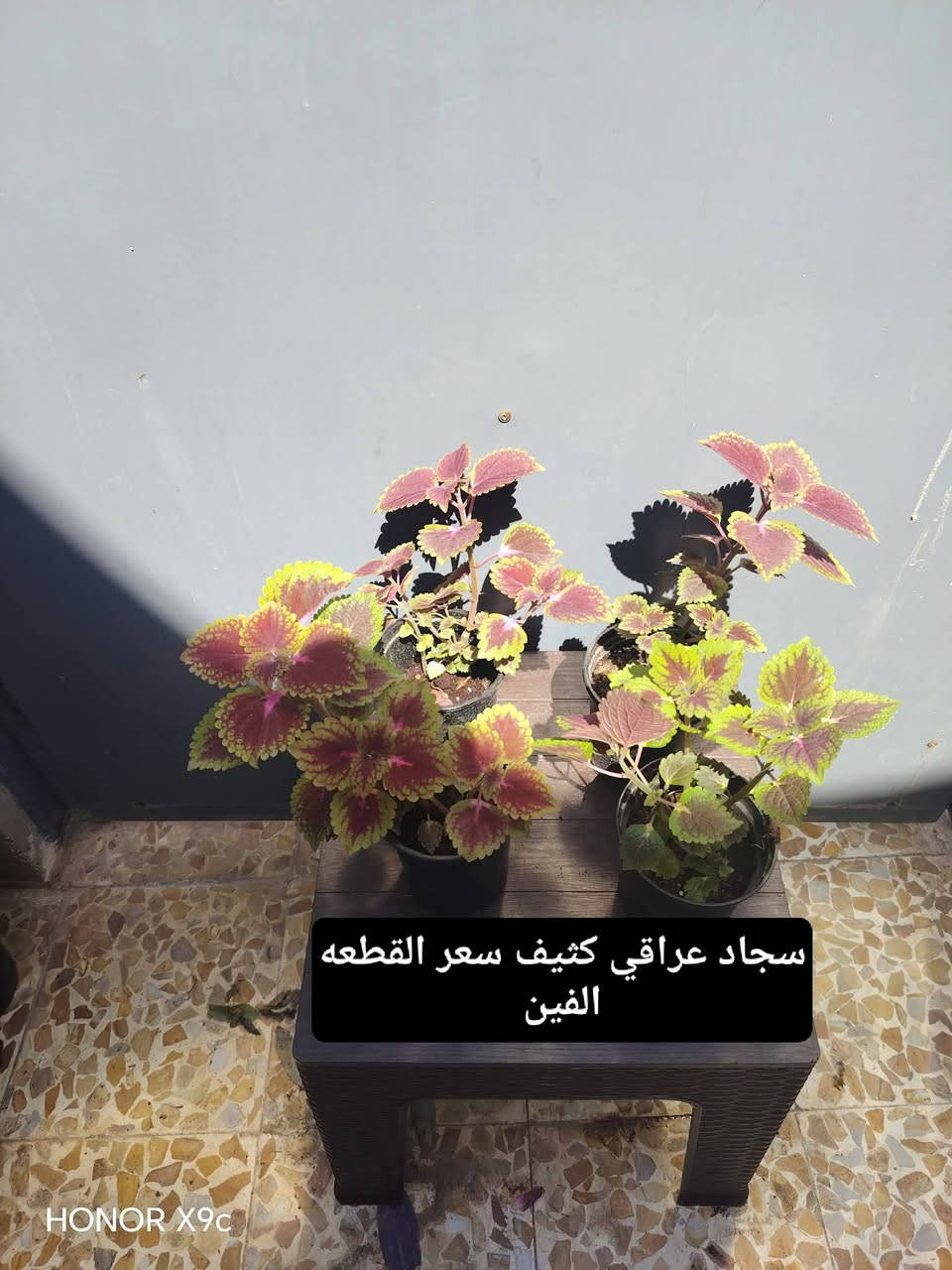 بسم الله الرحمن الرحيم
بعض النباتات المميزة المتوفرةلديناوبأسعار مناسبة 
يوجد لدينا توصيل ايمن أربعة ايسر ثلاثة 
العنوان موصل حي السماح الثانية قرب مدرسة الامام الزهري 
للاستفسار التواصل على الخاص


**إذا كنت صاحب هذا الإعلان وتريد حذفه لأي سبب، رجاءا أرسل رسالة إلى الدعم الفني**