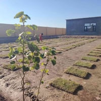 دغاره ديوانية • ٤٠٠م • وجه ١٥