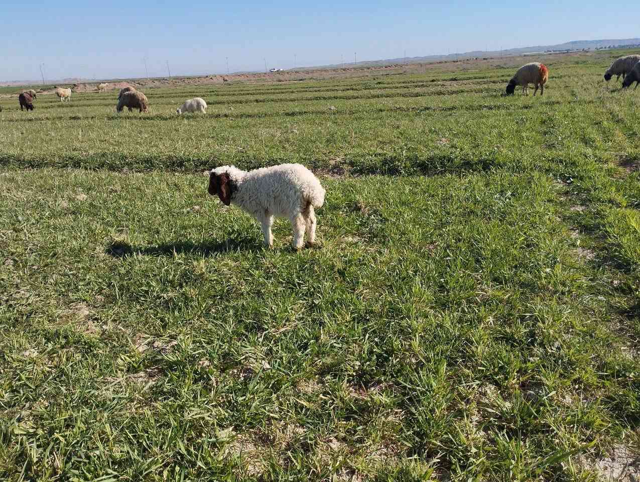 طليان اربعه للبيع الاتصال ب***********
