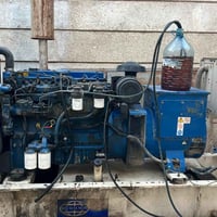 للبيع: مولدة بيركنز إنكليزي أصلي (قديم)  * النوع: بيركنز الإنكليزي الق...