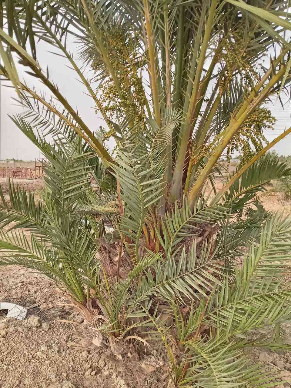 السلام عليكم ٢ دونم للبيع بي ٤٠ نخله حماله نهر سقي ماطور كاز جديد مسيج دنك صب .منطقت ال الوشاح قريب على حي العسكري خلف السكه أتريد  دونم عادي ابيع.سعر الدونم ٢٥.بي مجال قليل....***********) ***********
