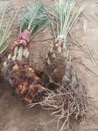 نخل برحي • كربلاء • ٢ كبار ٢ ازغار