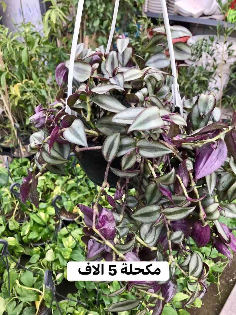 ((((((عرض خاص بمناسبة شهر رمضان ))))))))) المبارك تجدونه في مشتل زهور الحاج يونس الطائي الامين الثانية النواب الضباط تقاطع الزهور مجاور عادل الخطاط


**إذا كنت صاحب هذا الإعلان وتريد حذفه لأي سبب، رجاءا أرسل رسالة إلى الدعم الفني**