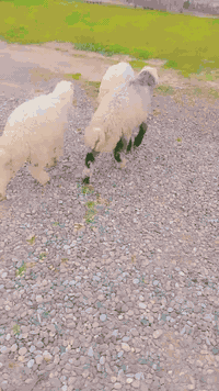 طليان • العدد ٣ • الزاب