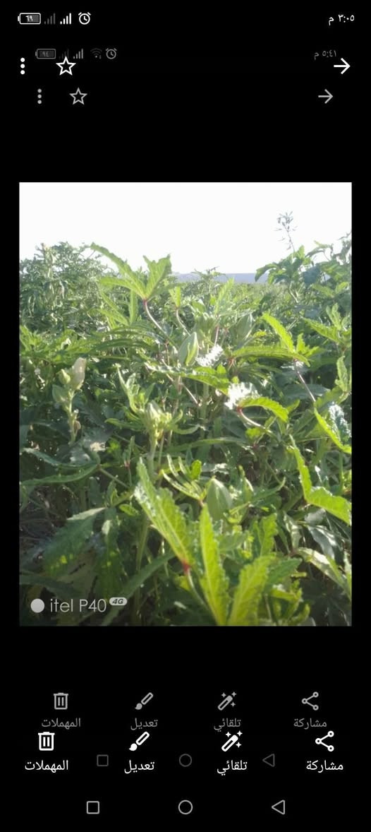 يوجد بذور حب. باميه بتره  وبغداد  العنوان النمرود قرية الشروق   ***********
