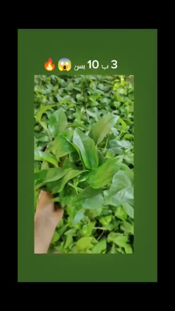 🚀 اقوى عرض نباتات بالعراق 🇮🇶🔥!!!
العنوان: حلة حي الصحة شارع كورنيش
للتواصل ضرغام : ‏‪0782 884 2289‬‏
https://maps.app.goo.gl/MrkK44hPhZ3qJYfC9
