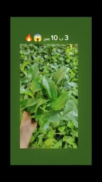 نباتات • حلة • حي الصحة