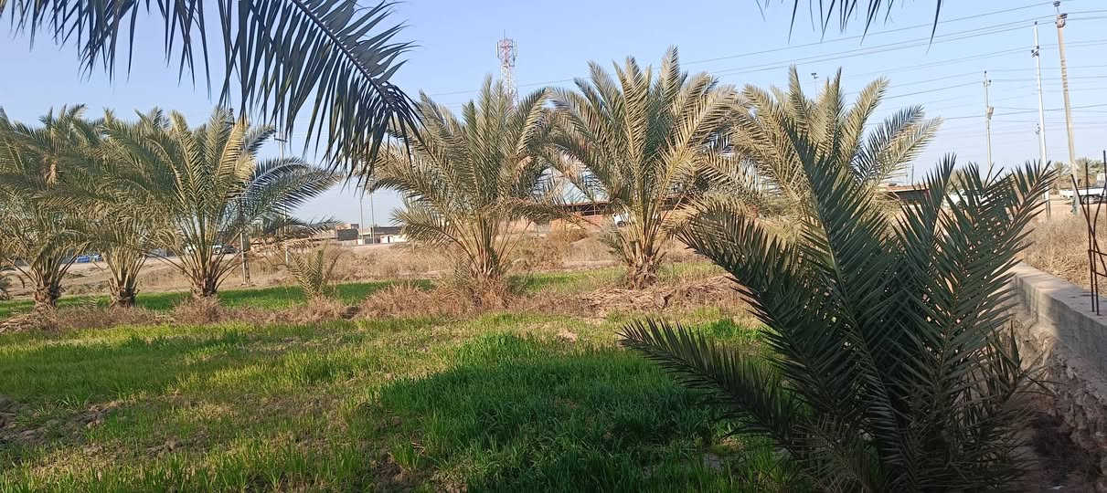 السلام عليكم
بستان مساحتة دونم زراعي سند 25 مداور مباشر في 
منطقة الربايع على شارع العام قرب محطة وقود الربايع 
واجهة الدونم 40م نزال 60م السعر او أي استفسار مراجعة مكتب الحي للعقارات والمقاولات العامة او الاتصال 
***********) واتساب ملاحظة نسعى لخدمتكم ومستعدين لعروض عقاراتكم ونسوق حسب طلبكم
