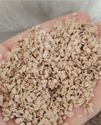 بذر طماطه • للبيع