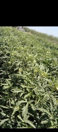 يوجد بذور بامبه للبيع متعهد ضمان شرط الحوي بنت المغلف جيل أول 07819554...