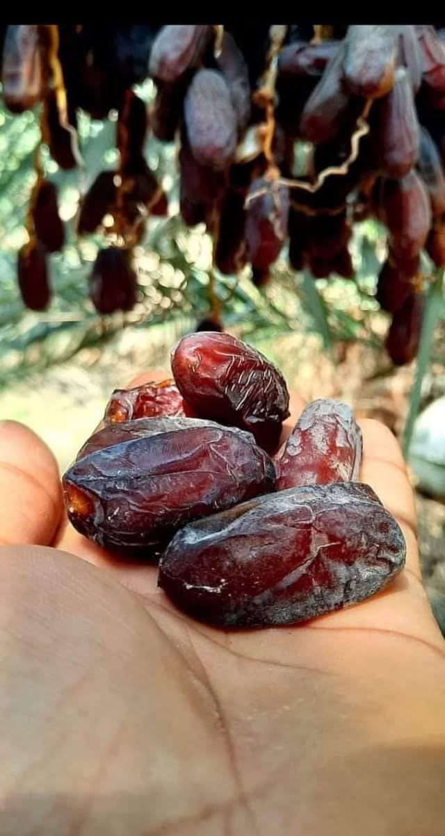 توجد فسائل اخت الفحل للبيع
لمن يرغب بالشراء مراسلتي او الاتصال بالرقم ‏‪***********‬‏ في السماوة والكمية محدودة مضمونة الصنف ويوجد توصيل
