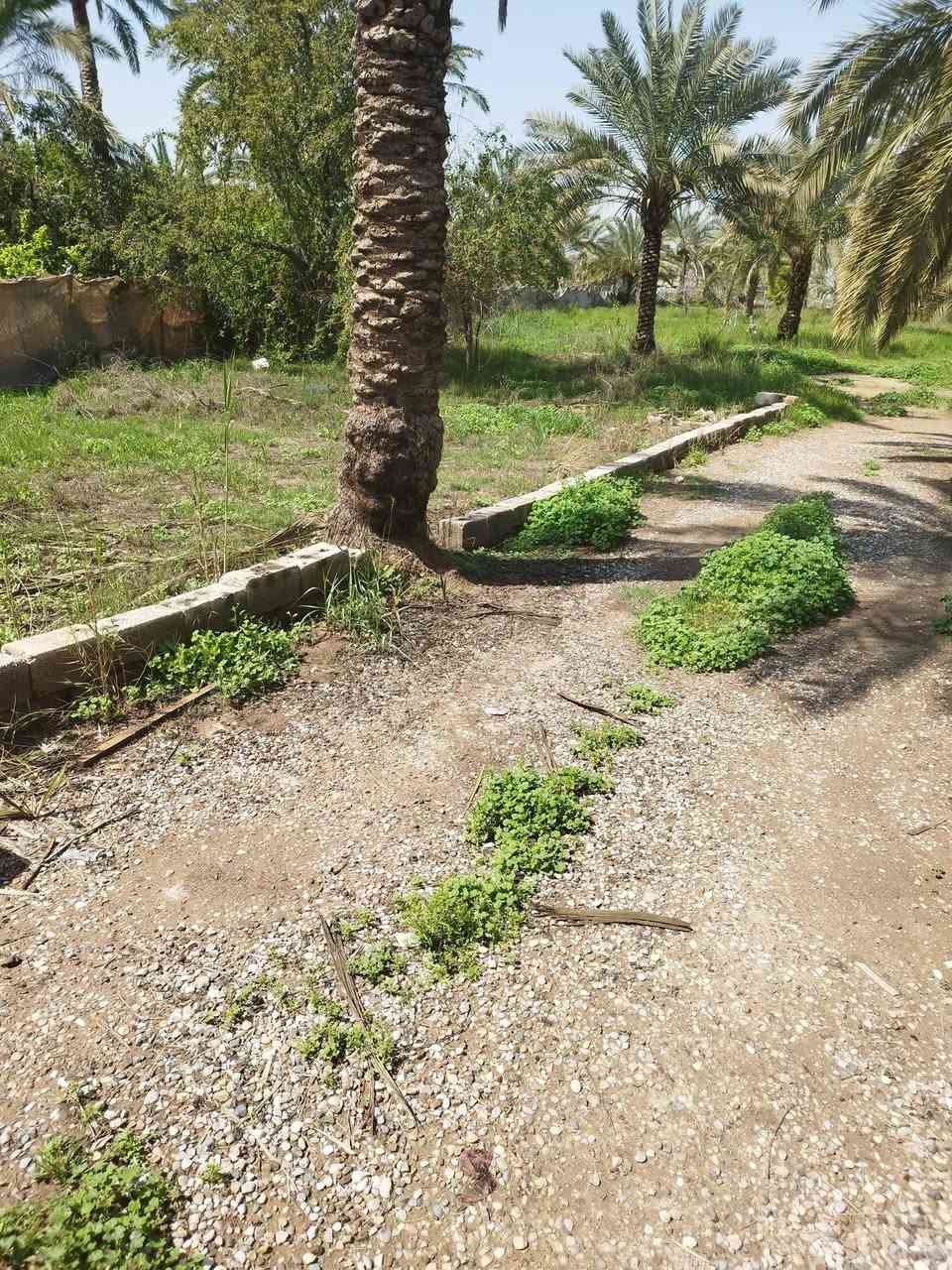 سلام عليكم يوجد دونمين ونص طابو ملك صرف المكان المدائن جسرديالى التويثة 
الاستفسار الاتصال ***********
