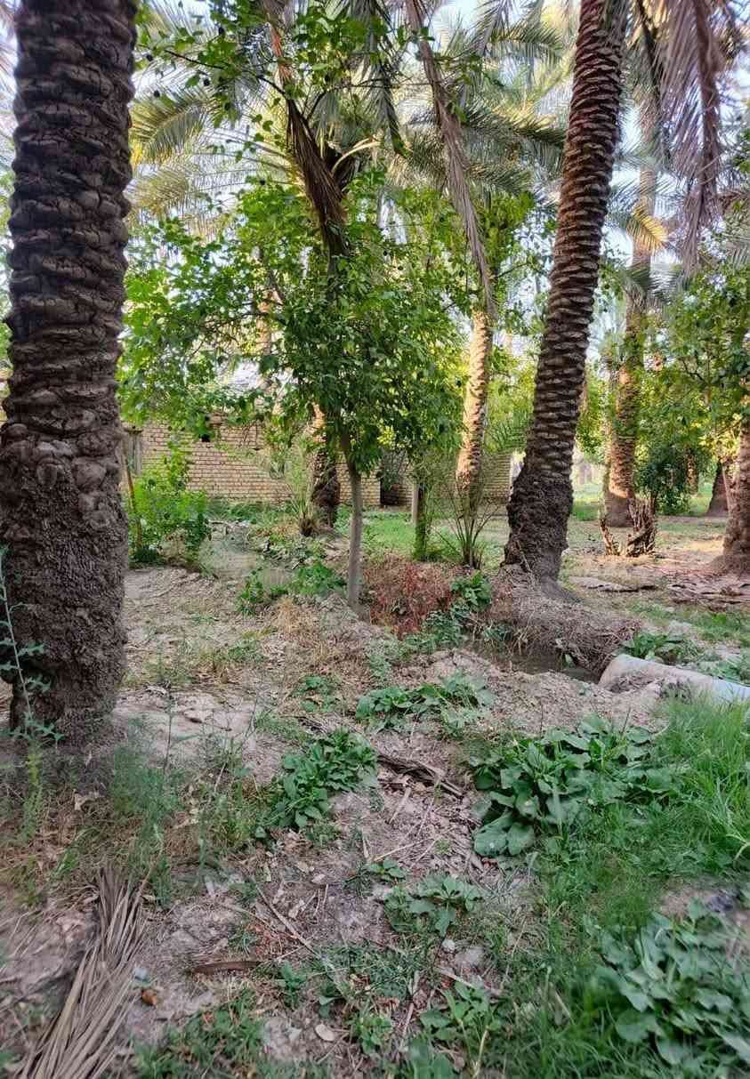 السلام عليكم بستان اللبيع مساحه دونم وربع 
الكراده مقابيل المصلخ/الاستفسار الاتصال ***********
