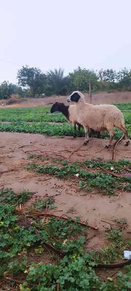 سلام عليكم 
من رخصه الادمن المحترم 
زوج نعاج عشر  على ميلاد  
عشار اربع اشهر واكثر 
شرط على كل عيب  
انعاج سنهن  حلو   

السعر  الزوج   715 الف 

مكاني صلاح الدين بيجي قرب مطعم الزيتون 

***********
